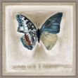 Picture of Butterfly Hybrid 81 by Stacy Daguiar