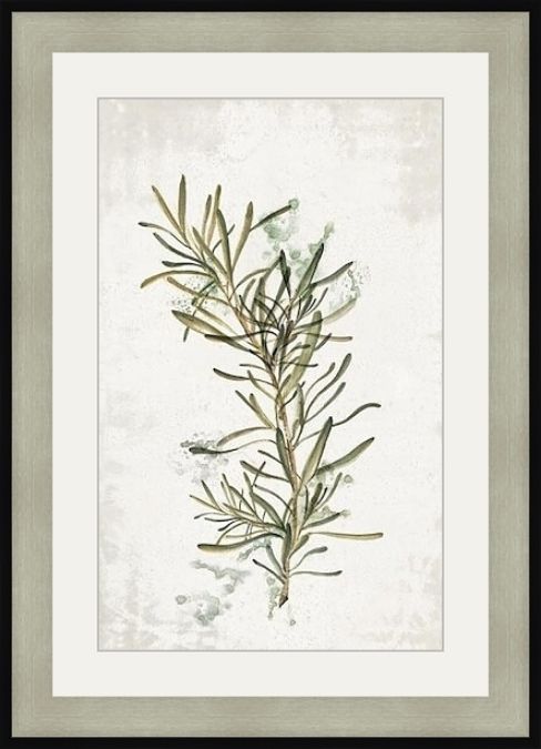 Picture of EVERGREEN ROSEMARY BY EVA WATTS