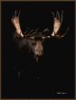 Picture of Bull Moose by Robert Dawson